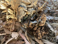 Pisolithus tinctorius