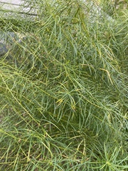 Amsonia hubrichtii