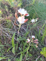 Hesperantha falcata