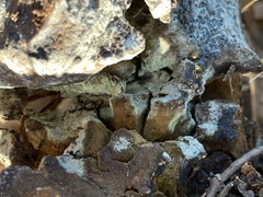 Pisolithus tinctorius