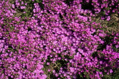 Drosanthemum asperulum