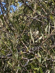 Salix laevigata
