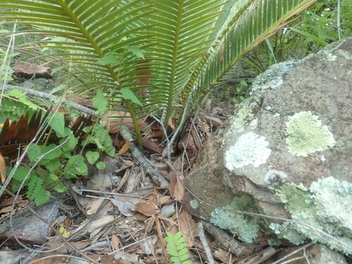Dioon edule