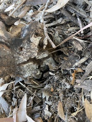 Pisolithus tinctorius