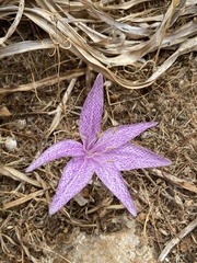 Colchicum variegatum