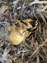 Pisolithus tinctorius