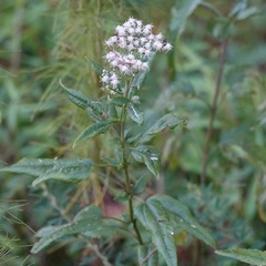 Eupatorieae