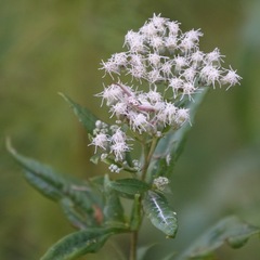 Eupatorieae