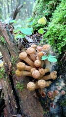 Armillaria