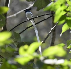 Terpsiphone paradisi