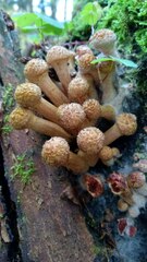 Armillaria