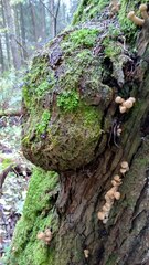 Armillaria