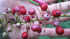 Actaea × ludovicii