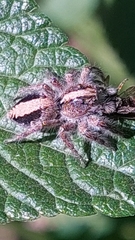Megafreya sutrix