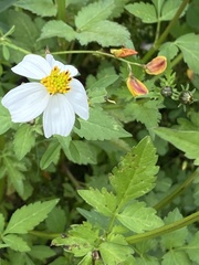 Bidens odorata