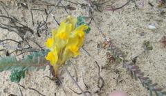 Linaria polygalifolia