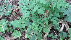 Actaea × ludovicii