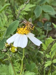 Bidens odorata