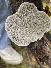 Trametes gibbosa