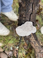 Trametes gibbosa