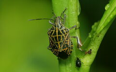 Cappaea taprobanensis