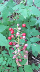 Actaea × ludovicii