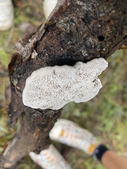 Trametes gibbosa