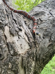 Lampropeltis pyromelana