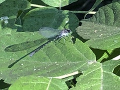 Argia sedula