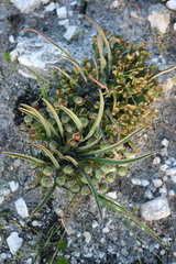 Euphorbia tuberosa