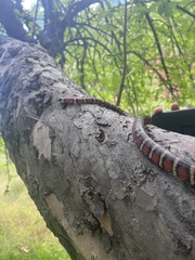 Lampropeltis pyromelana