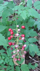 Actaea × ludovicii