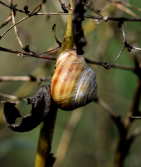 Caucasotachea vindobonensis