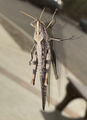 Schistocerca nitens