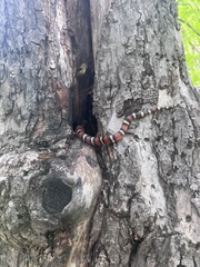 Lampropeltis pyromelana