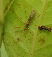 Serendiba