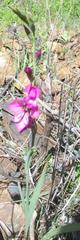 Gladiolus italicus