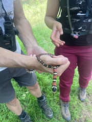 Lampropeltis pyromelana