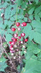 Actaea × ludovicii