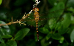 Hydrobasileus croceus