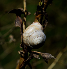 Caucasotachea vindobonensis