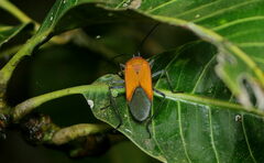 Leptocoris