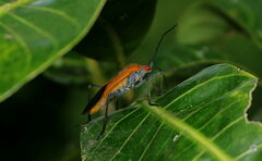 Leptocoris