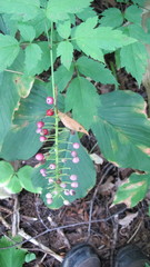 Actaea × ludovicii