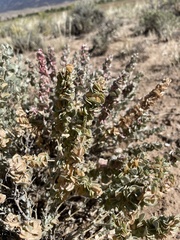 Atriplex