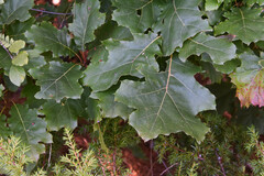 Quercus macrocarpa