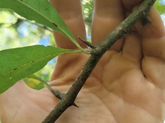 Sideroxylon lycioides