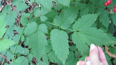 Actaea × ludovicii