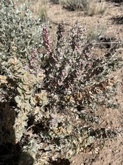 Atriplex