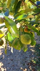 Castanea mollissima